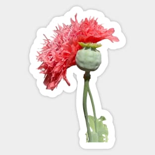 Pink Peony Poppy Flower Sticker